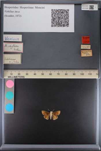 Media type: image;   Entomology 15326